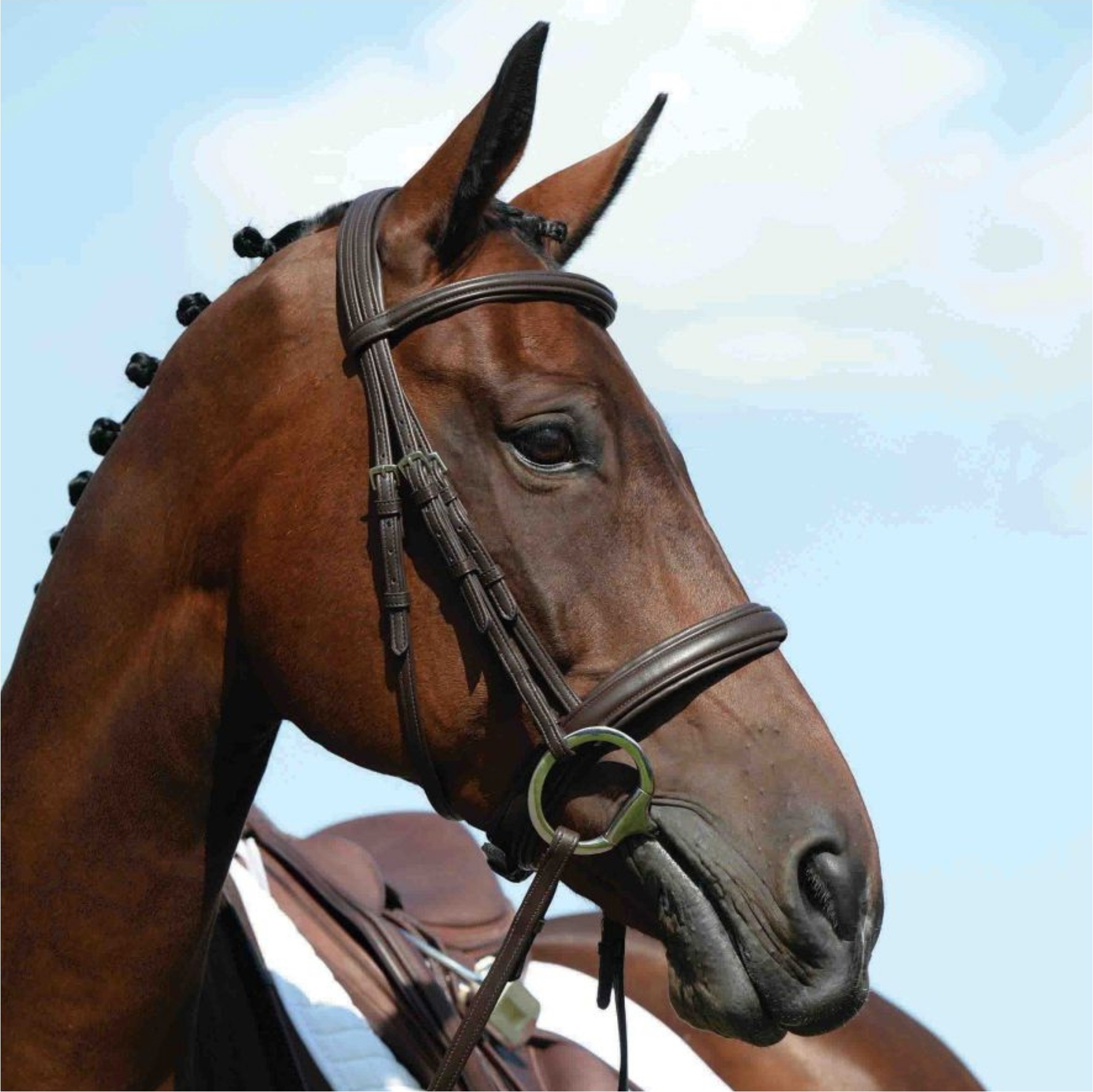 Collegiate Syntovia+ Padded Raised Cavesson Bridle 1003101001